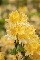 - Rhododendron molle