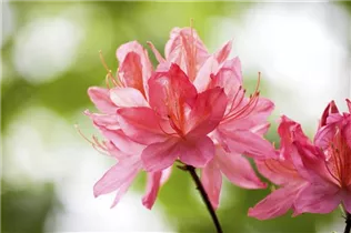  - Rhododendron molle