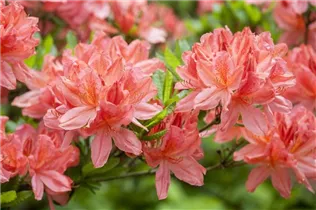 - Rhododendron molle 'Dinie Metselaar'