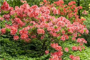  - Rhododendron molle 'Dinie Metselaar'
