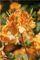  - Rhododendron molle