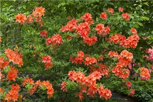  - Rhododendron molle 'Hugo Koster'