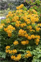  - Rhododendron molle