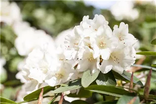  - Rhododendron luteum 'Unique'