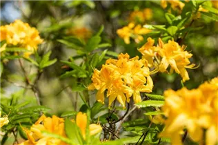 - Rhododendron molle 'Anthony Koster'