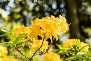  - Rhododendron molle 'Anthony Koster'