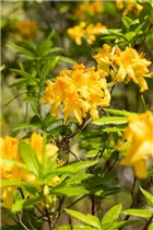  - Rhododendron molle 'Anthony Koster'