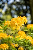  - Rhododendron molle 'Anthony Koster'