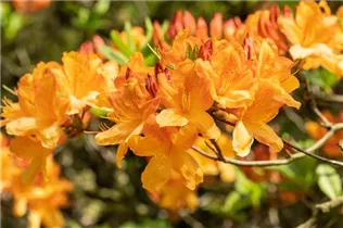  - Rhododendron molle 'Christopher Wren'