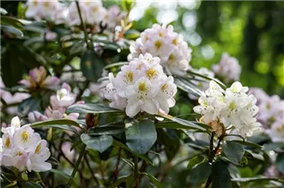  - Rhododendron 'Madame Carvalho'
