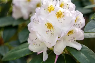  - Rhododendron 'Madame Carvalho'