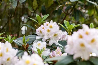  - Rhododendron 'Madame Carvalho'