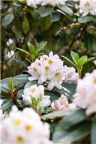  - Rhododendron 'Madame Carvalho'