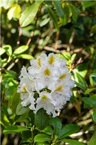  - Rhododendron 'Madame Carvalho'