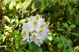  - Rhododendron 'Madame Carvalho'