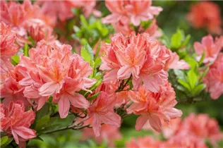  - Rhododendron molle 'Dinie Metselaar'