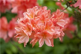  - Rhododendron molle 'Dinie Metselaar'