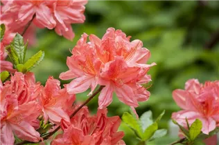  - Rhododendron molle 'Dinie Metselaar'