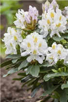  - Rhododendron 'Madame Masson'