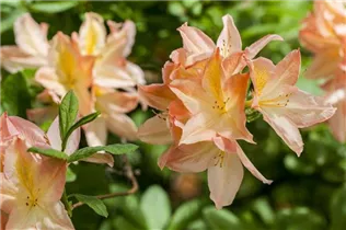  - Rhododendron molle 'Hanny Felix'