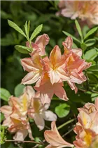  - Rhododendron molle 'Hanny Felix'
