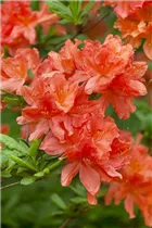  - Rhododendron molle 'Hugo Koster'