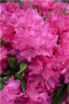  - Rhododendron makinoi 'Diamant'