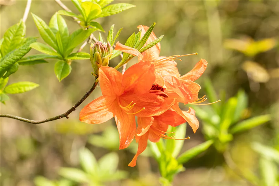 rhododendron ronny Rwain  Singing Tree Gardens Nursery