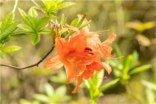  - Rhododendron molle 'Kobold'