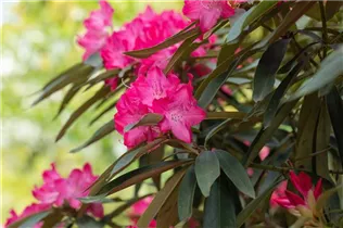  - Rhododendron makinoi 'Düsselfeuer'