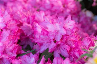  - Rhododendron makinoi 'Rosa Perle'