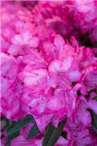  - Rhododendron makinoi 'Rosa Perle'