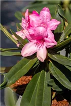  - Rhododendron makinoi 'Rosa Perle'