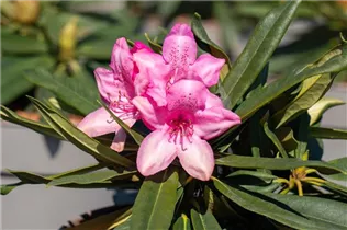  - Rhododendron makinoi 'Rosa Perle'