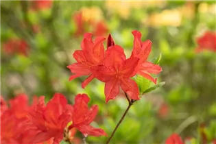  - Rhododendron molle 'Marconi'