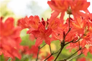  - Rhododendron molle 'Marconi'