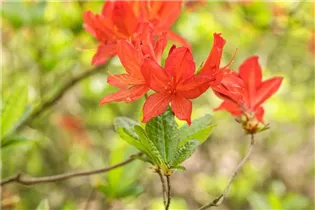  - Rhododendron molle 'Marconi'