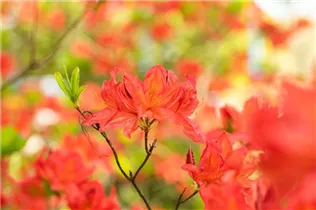  - Rhododendron molle 'Marconi'
