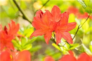  - Rhododendron molle 'Marconi'