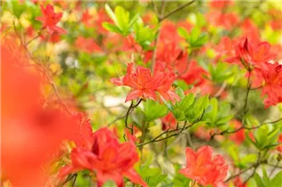  - Rhododendron molle 'Marconi'