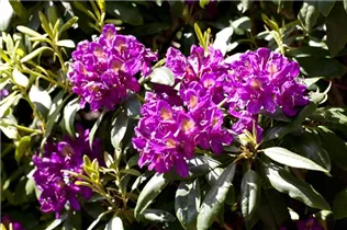  - Rhododendron 'Marcel Menard'