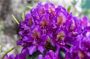  - Rhododendron 'Marcel Menard'