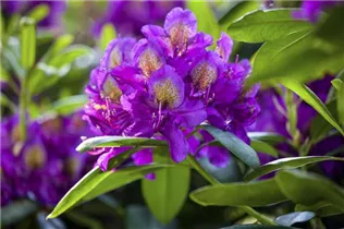  - Rhododendron 'Marcel Menard'