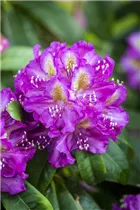  - Rhododendron 'Marcel Menard'