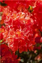  - Rhododendron molle 'Radiant'