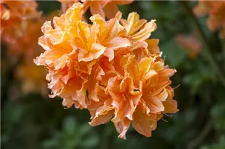  - Rhododendron molle 'Radiant'