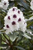  - Rhododendron 'Maroon Sappho'