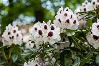  - Rhododendron 'Maroon Sappho'