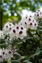  - Rhododendron 'Maroon Sappho'