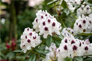  - Rhododendron 'Maroon Sappho'